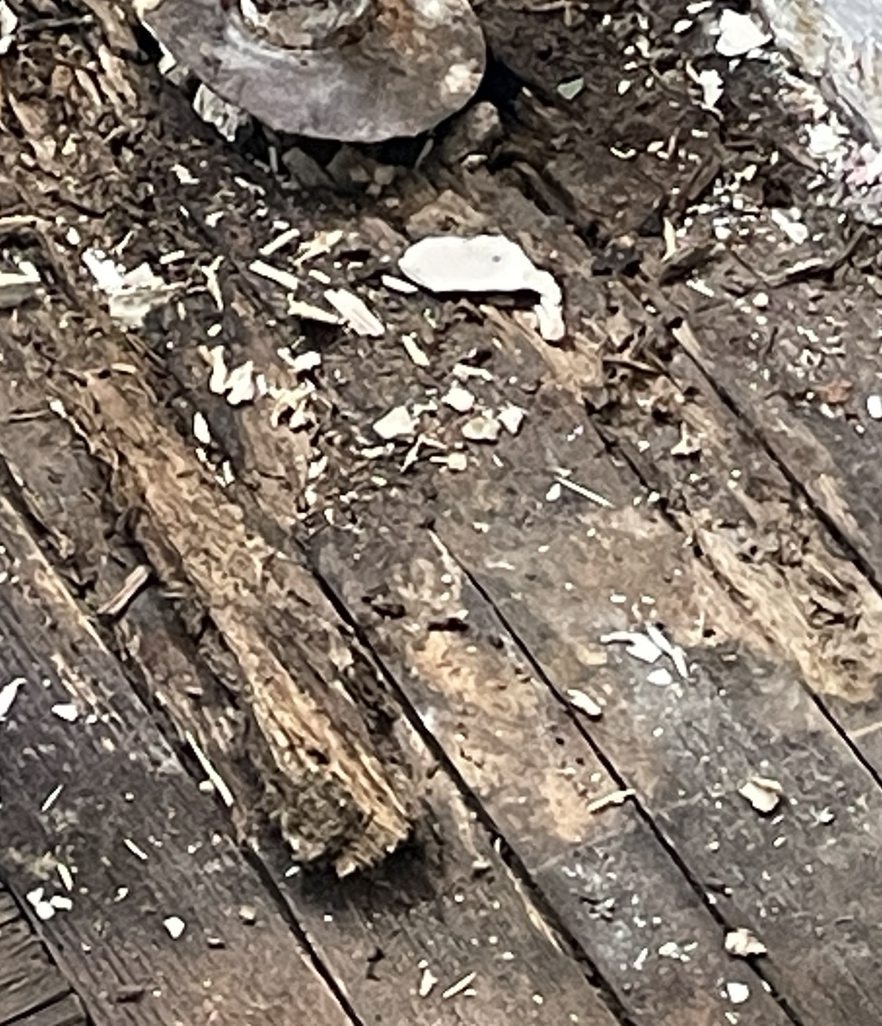 Deteriorated wood and debris in opened floor section